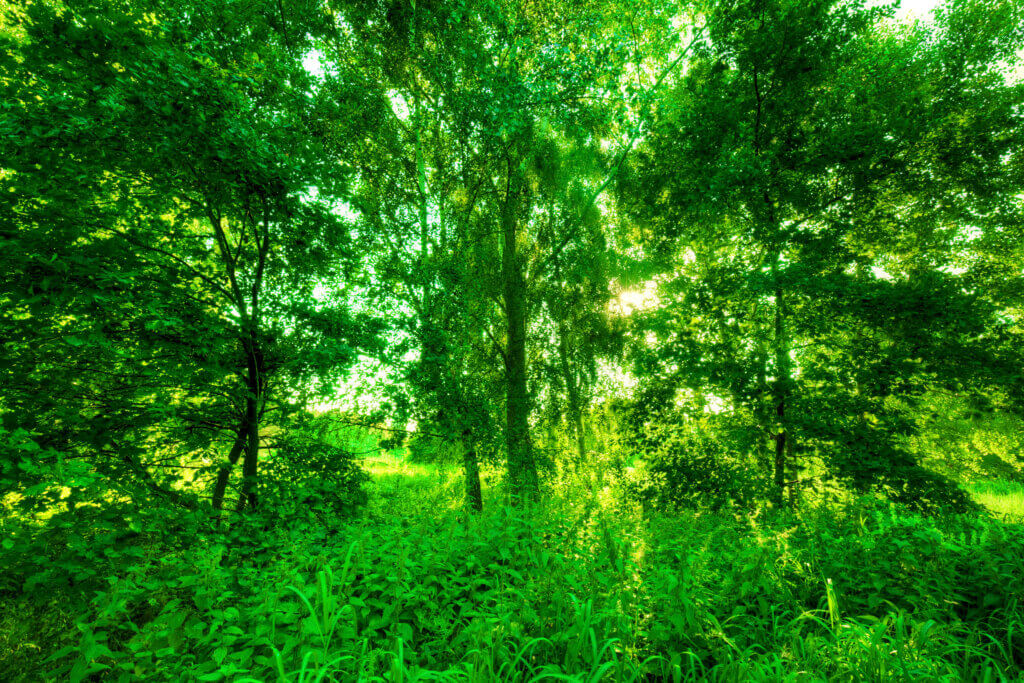 Фон размытая зелень деревьев для фотошопа