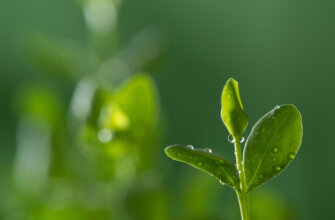 Зеленый фон для фотошоп стебель растения с листьями в каплях росы.
