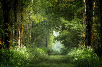 Красивый фон леса для Фотошопа летним утром с густой зелёной растительностью.