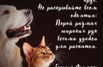 Цитата про предательство друзей писателя Фрумкера на темном фоне с кошкой и собакой.