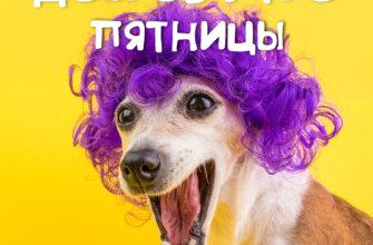 Жёлтая картинка собака в фиолетовом парике приветствует с добрым утром пятницы!