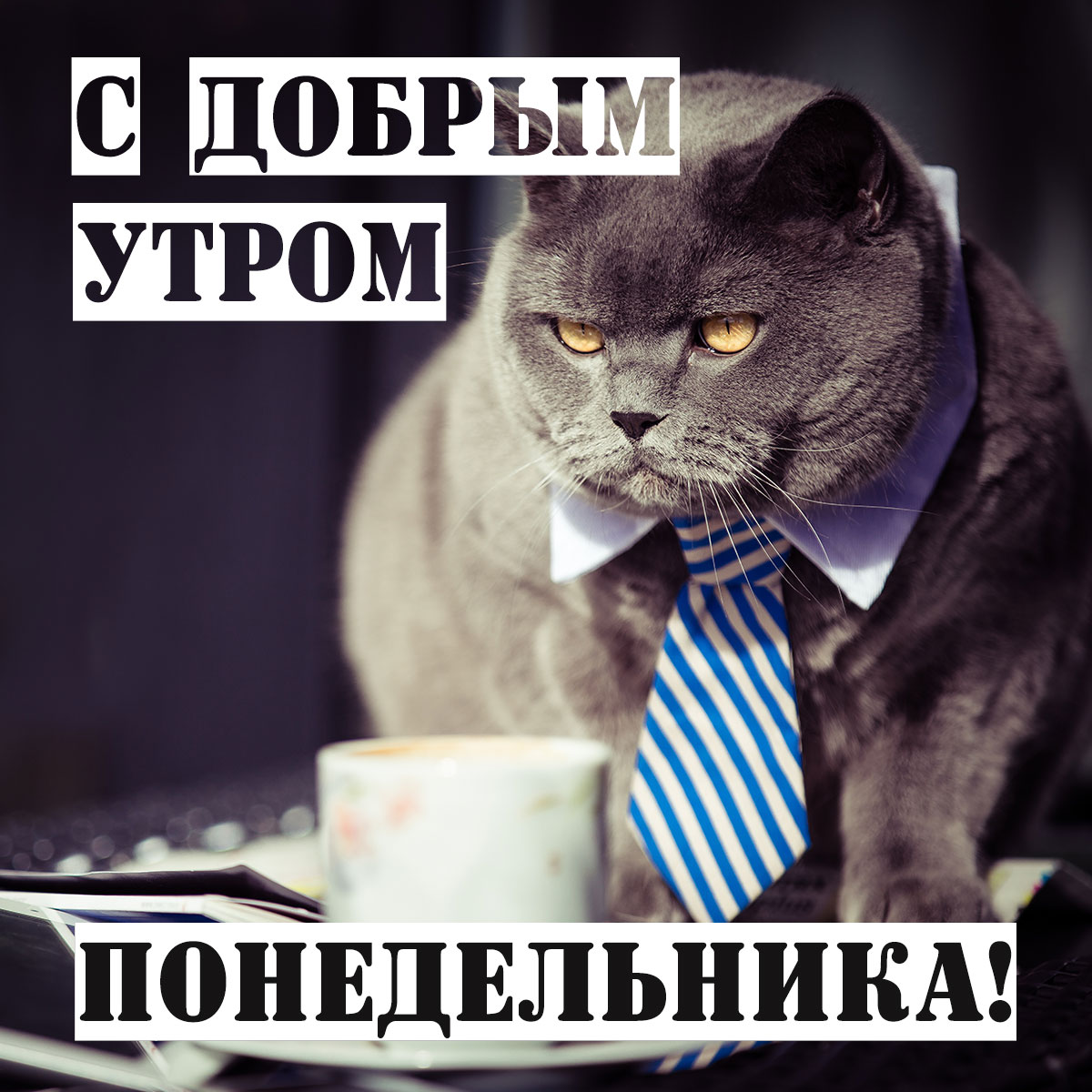 Открытка с добрым утром понедельника - серый кот в мужском галстуке возле кружки чая.