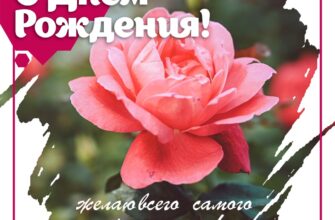 Фото открытка с днем рождения женщине с цветком розы.