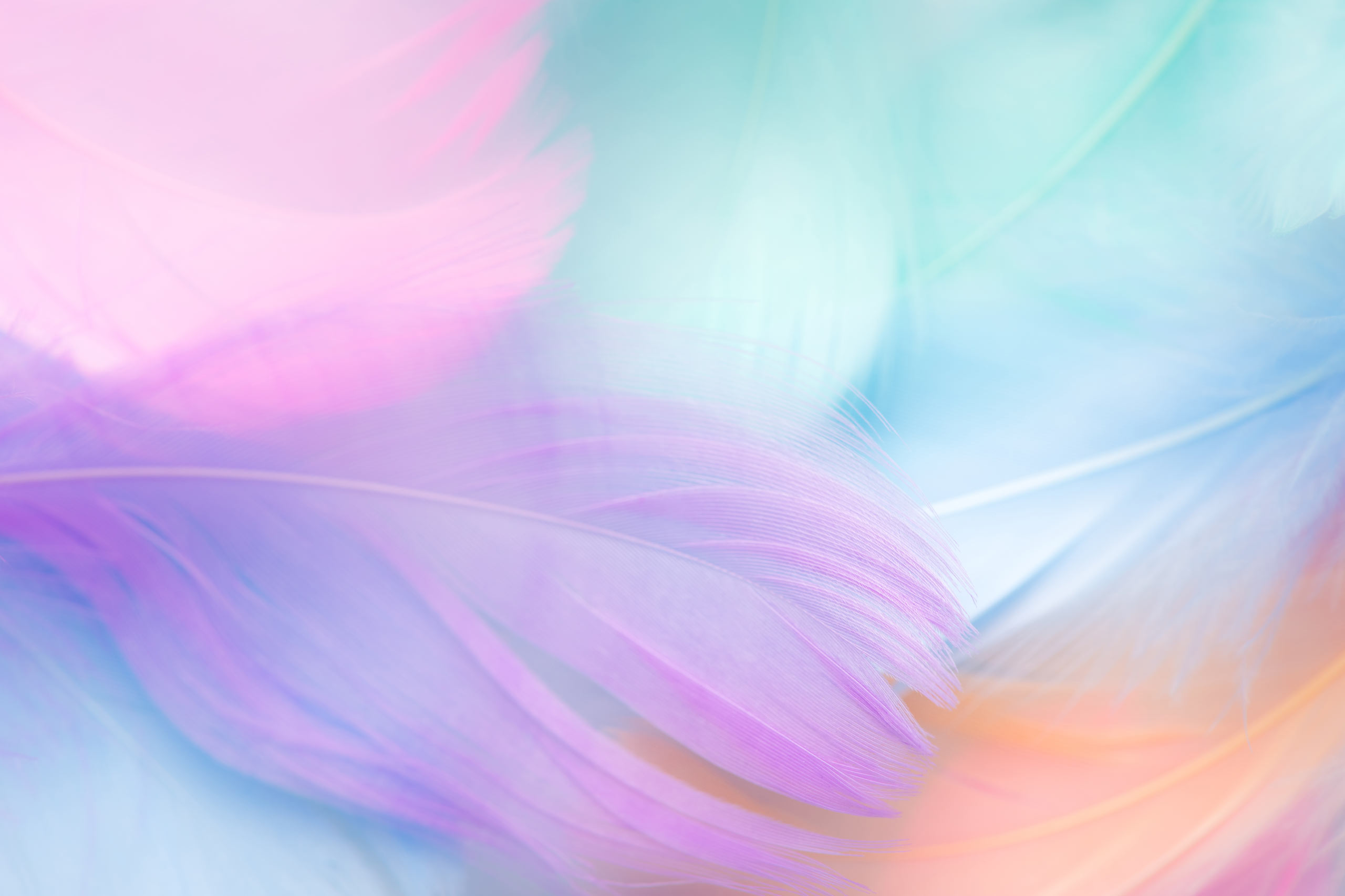  Пастельный фон для Фотошопа перья розового, пурпурного и фиолетового цветов.