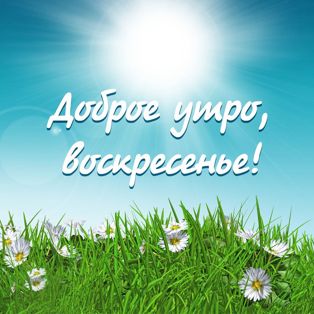 Голубая открытка весна с надписью доброе утро воскресенье и маргаритки в траве.