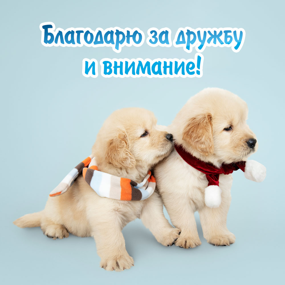 Фото открытка милые щенки и надпись благодарю за дружбу и внимание!