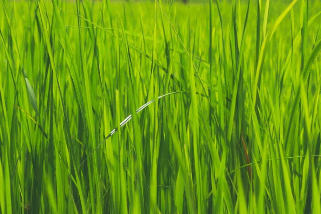 Фотография текстура зеленая трава сбоку для Фотошопа.