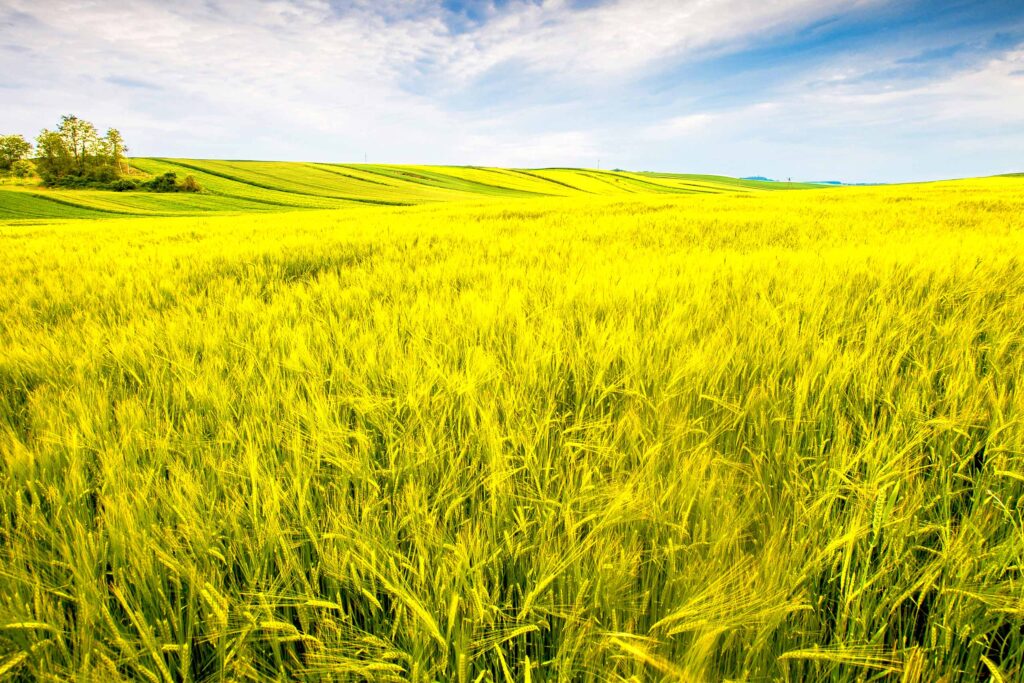 Текстура для Фотошопа поле желтой травы, уходящее за горизонт.