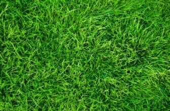 Фотография текстура зеленая трава на газоне для Фотошопа.