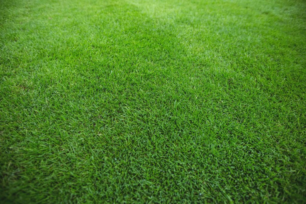 Трава текстура газона - скачать бесплатно