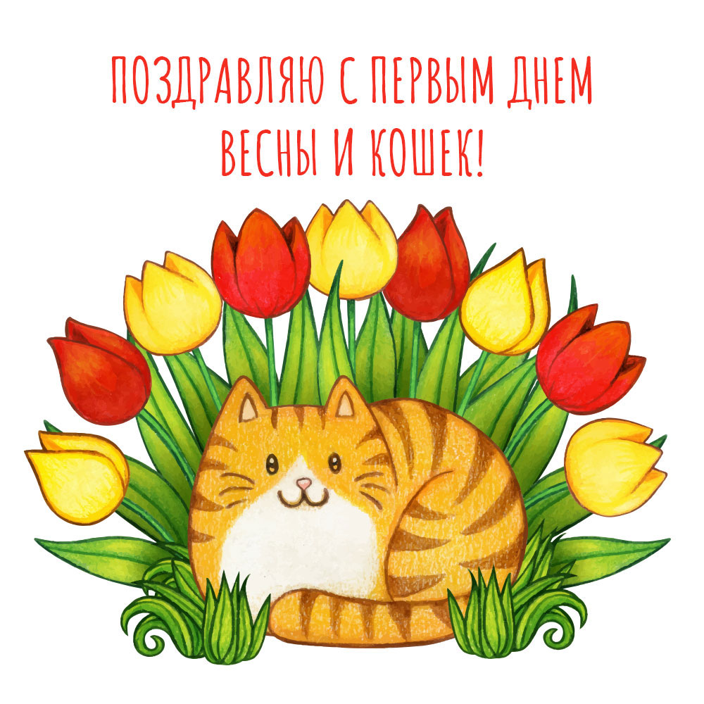 Картинка с днем кошек и первым днем весны с тюльпанами.