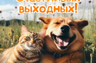 Картинка счастливых выходных с кошкой и собакой.