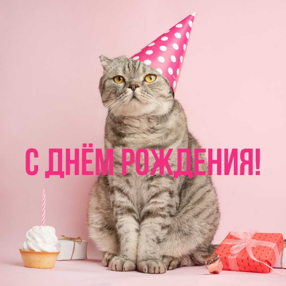 Прикольная открытка с днем рождения девочке с кошкой.